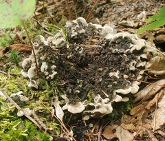 Peltigera praetextata