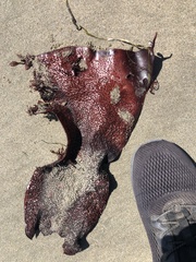 Chondracanthus exasperatus