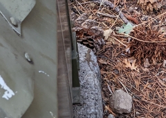 Sceloporus occidentalis occidentalis