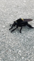 Mallophora leschenaulti