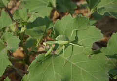 Hierodula transcaucasica