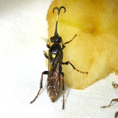 Ichneumonina