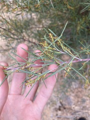 Grevillea levis