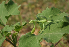 Hierodula transcaucasica