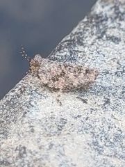 Paratettix mexicanus