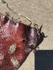 Chondracanthus exasperatus