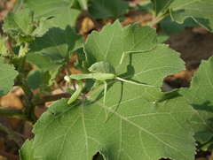 Hierodula transcaucasica
