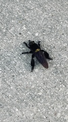 Mallophora leschenaulti