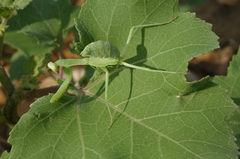 Hierodula transcaucasica