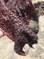 Chondracanthus exasperatus