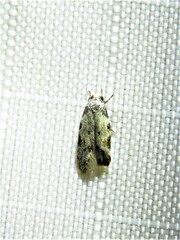 Taygete attributella