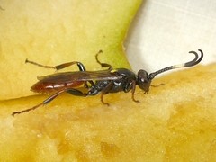 Ichneumonina