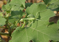 Hierodula transcaucasica