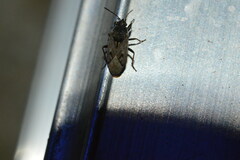 Sphragisticus nebulosus