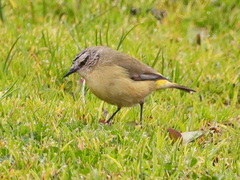Acanthiza chrysorrhoa
