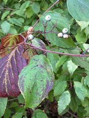 Cornus drummondii