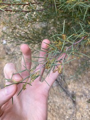 Grevillea levis