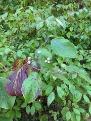 Cornus drummondii