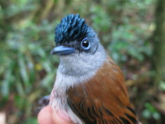 Terpsiphone atrochalybeia