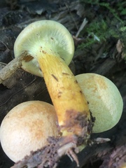 Gymnopilus luteus