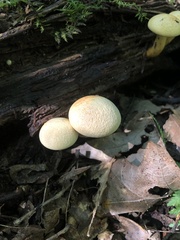 Gymnopilus luteus