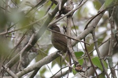 Eurillas curvirostris