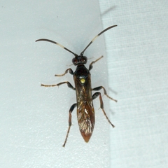 Ichneumonina