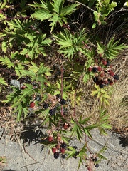 Rubus laciniatus