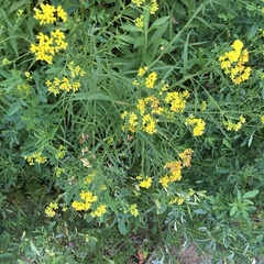 Euthamia graminifolia