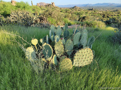 Opuntia engelmannii engelmannii