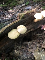 Gymnopilus luteus