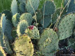 Opuntia engelmannii engelmannii