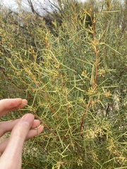 Grevillea levis