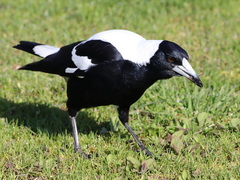 Gymnorhina tibicen