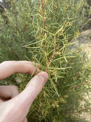 Grevillea levis
