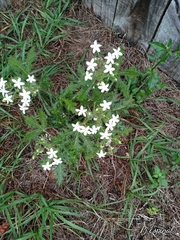 Cnidoscolus stimulosus