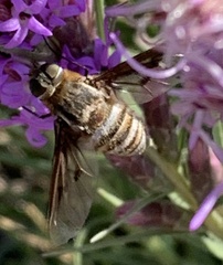Exoprosopa