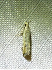 Bactra