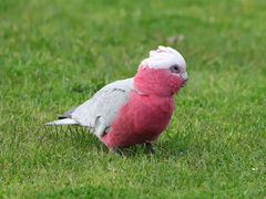 Eolophus roseicapilla