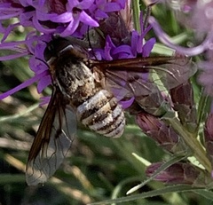 Exoprosopa