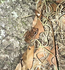 Eleutherodactylus planirostris