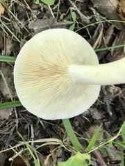 Lactarius cinereus