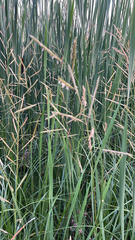 Sporobolus michauxianus