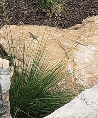 Sceloporus consobrinus