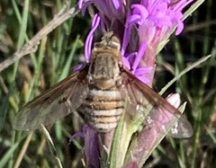 Exoprosopa