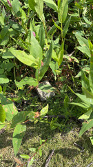 Persicaria amphibia