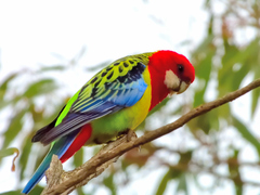 Platycercus eximius