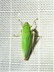 Draeculacephala inscripta