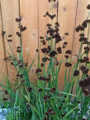 Juncus ensifolius