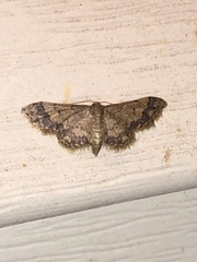 Idaea celtima